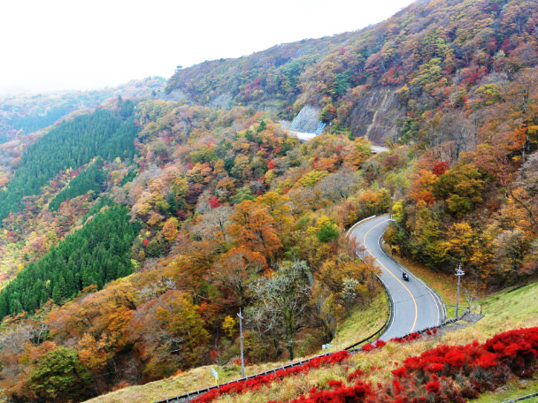 護摩壇山の原生林